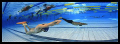   Apnea World Championship Maribor 2007  